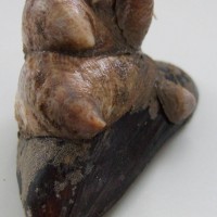 Slipper Limpet